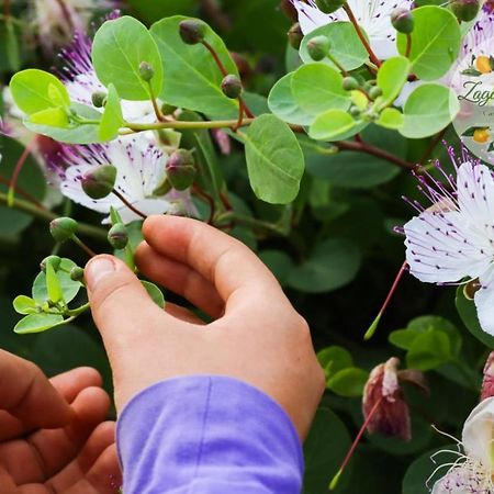 Zagare E Limoni Lejlighed Ostuni Eksteriør billede
